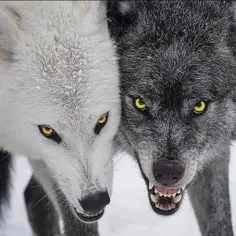 گرگها برای یه تکه استخون هرگز دم تکون نمیدن ....