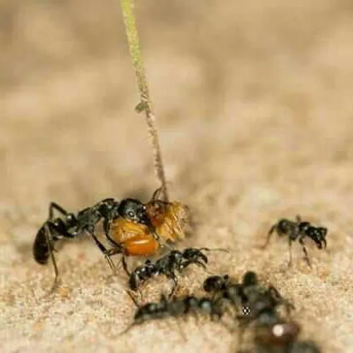 مورچه ها برای برقراری ارتباط با یکدیگر از فرومون استفاده 