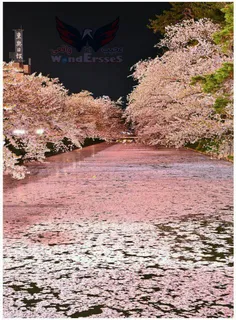 ✍ رودخانه ای در ژاپن که سطح آن با شکوفه های #گیلاس پر شده