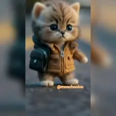 کلیپ گربه ملوس🐈