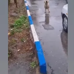 التماس سگ از مردم بخاطر نجات توله هاش