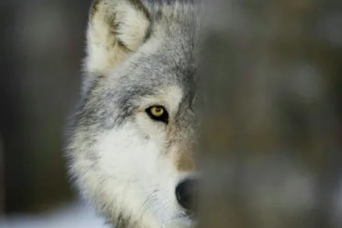 گرگ ها با هم نوعشان شکار میکنند ، خو میگیرند ، زندگی میکن