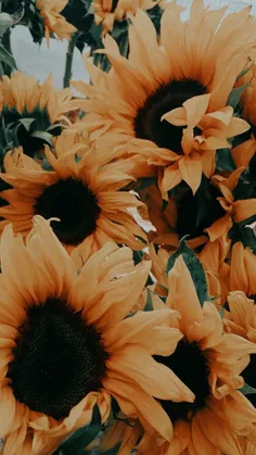 🌻🌻🌻