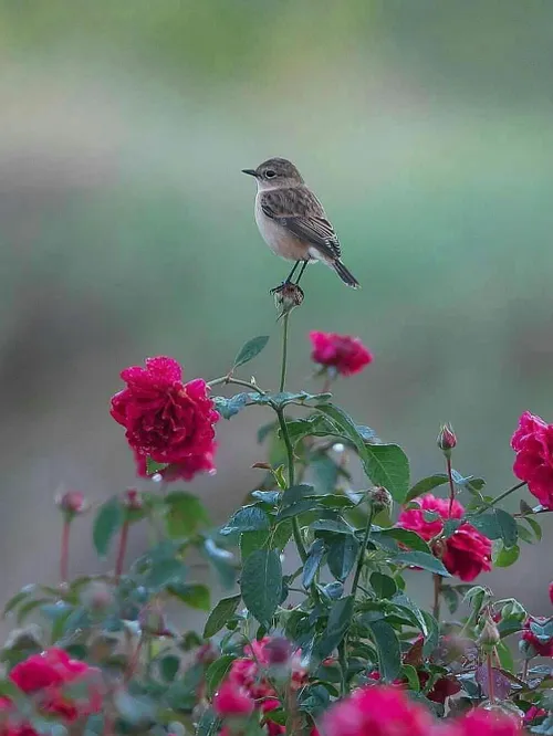 🌸انسان های صادق،