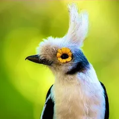 این پرنده تو آفریقا به چشمای آفتابگردون معروفه 🌻