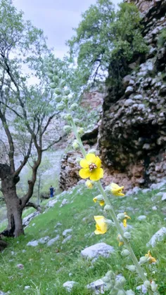 طبیعت زیبای استان ایلام در فصل بهار 