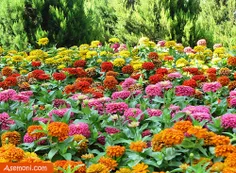 باغ گلها....اصفهان