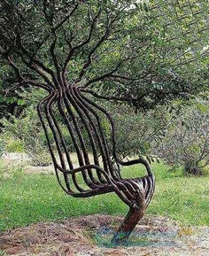 درخت صندلی