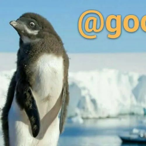 پنگوئن های آدلی یکی از رمانتیک ترین حیوانات هستند. آن ها 
