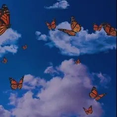 butterfly:)))))))))))