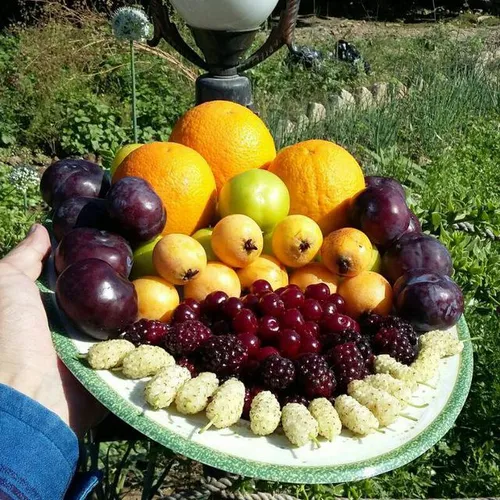 بفرمایید میوه