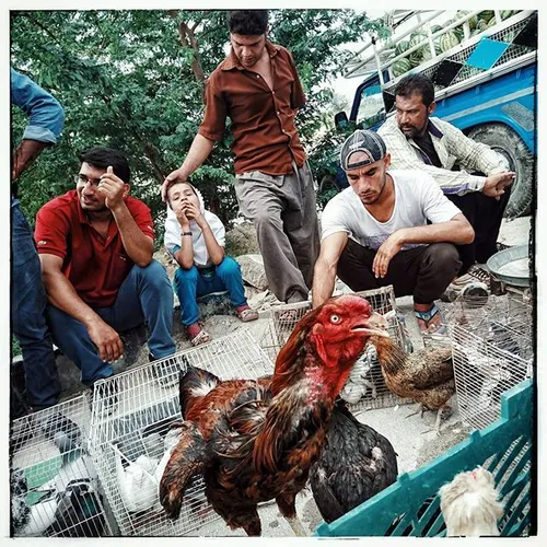 A group of people selling pigeons and Lari rooster, peogg