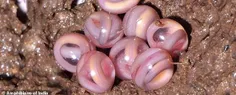 به تازگی تصاویری منتشر شده که تخم‌های عجیب یک کورسمندر را
