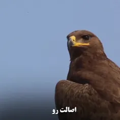 #اصالت