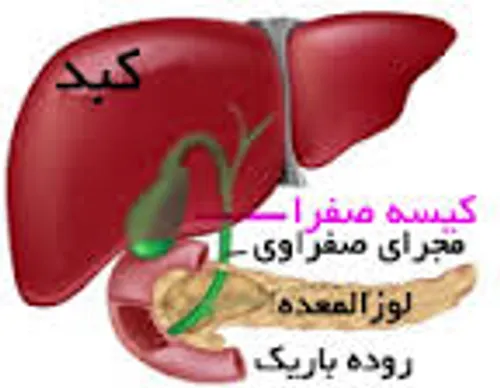 **کیسه ی صفرا - قسمت اول**