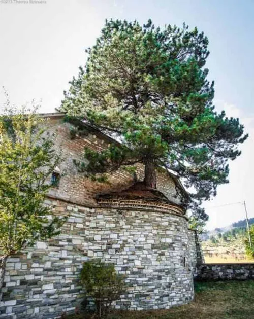 رشد درختی زیبا و اعجاب انگیز بر روی سقف کلیسایی در یونان