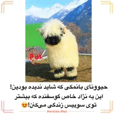 چه کیوتنن چقد موجود باحال هست که ما هنوز ندیدیمشون:`)))))