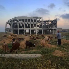 A man herds sheep near the destroyed airport in Rafah, Ga