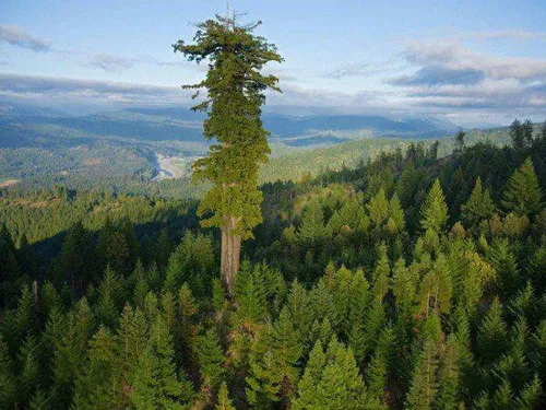 💠 بلندترین درخت زنده زمین ۱۱۵ متر ارتفاع دارد