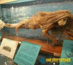 🌐  فسیل یک پری دریایی در موزه ملی آکواریوم لیژ بلژیک!
