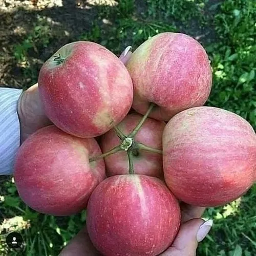سیب apple