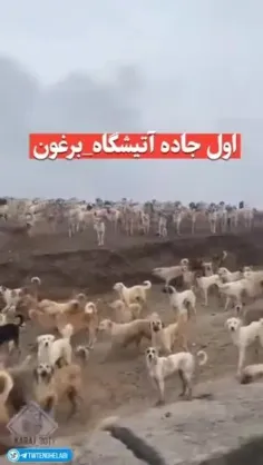 کسانی که غذادهی به سگ‌های ولگرد، بلاصاحب و... رو وظیفه خو