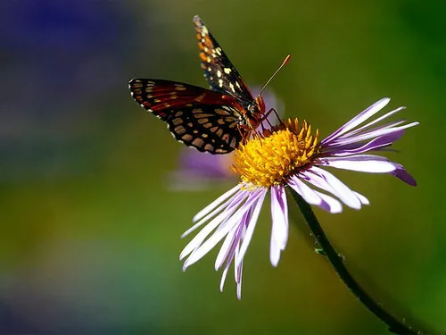 گل باشید و چون پروانه عاشق...