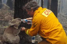 آتش سوزی معروف جنگلهای ویکتوریا استرالیا و کوآلای تشنه ای