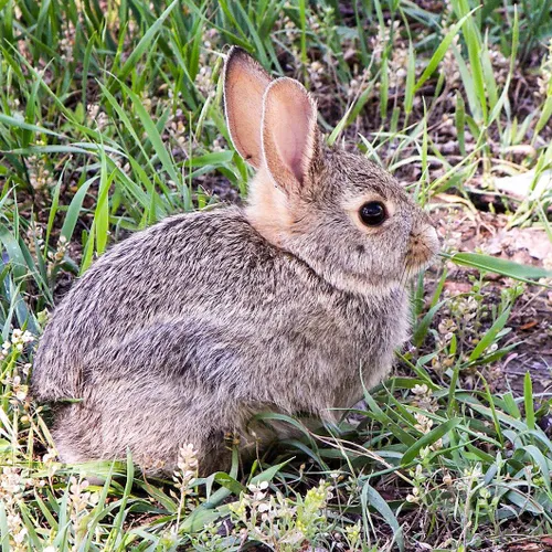 خرگوش ها حیوانات بسیار ضعیفی هستند و به هنگام خطر یا باید