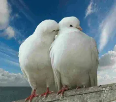 عشق