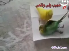 باید معرف رو از حیوونا یاد گرفت😔☝🏻