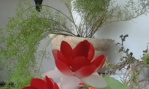 گل کریستال