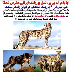 یوز پلنگ ایرانی منقرض نشده است...