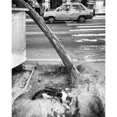 #dailytehran #Tehran #Cat #tree #car #streetart #street #