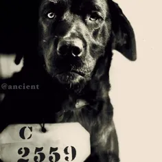 "پِپ" اولین سگ در جهان بود که در سال 1924 توسط قاضی پنسیل