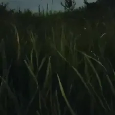 mwjfxchuh 52005668