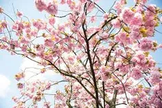 عکس شکوفه /فصل بهار