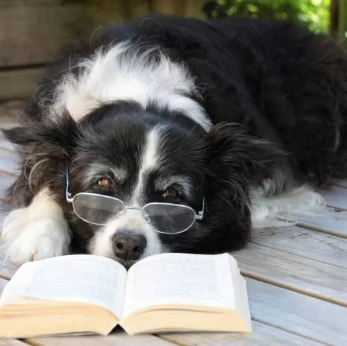 با هوش ترین سگ ها میتونن حتی 250 کلمه رو یاد بگیرند و هوش