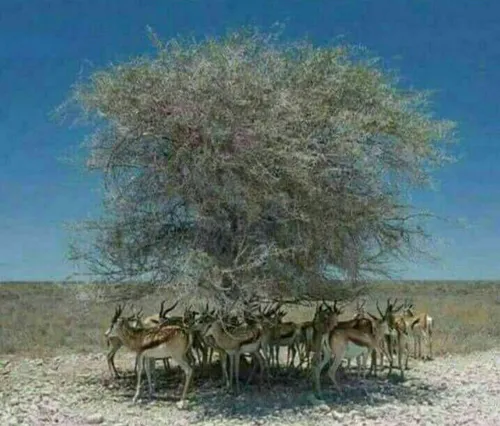 ❇ ️این تصویر ارزش یک درخت را نشان می دهد.