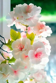 . سلام و ادب . گل برای گل های ویسگونی .