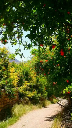 کوچه باغ انار ،منطقه زیبای مشایخ  چهار محال و بختیاری🌼 
