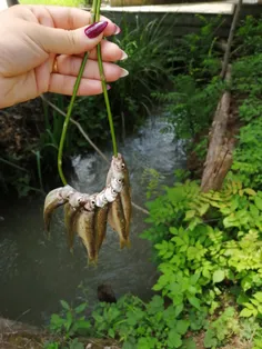 ببینید چه ماهی هایی گرفتم😊 😍