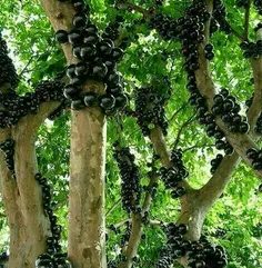 درخت جابوتی کابا یا انگور برزیلی درختی است که میوه های آن