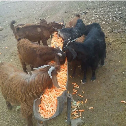 گوسفندان درحال خوردن پفک چی توز موتوری خخ