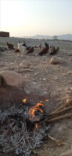 در روستا صبح خود را اینگونه آغاز کنید😄 😄 😄 