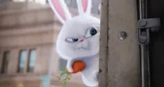 #خرگوش