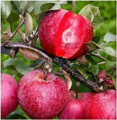 #سیب-تو‌سرخ یکی‌از‌انواع سیب است که به طور طبیعی در#آذربا