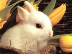 بچه خرگوش چه نازنازی