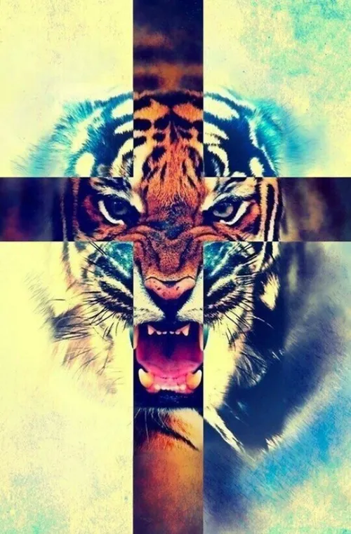 I'm a Tiger - -