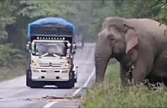 🌎 باج گیری فیل عظیم الجثه هندی از کامیون های حامل نیشکر د